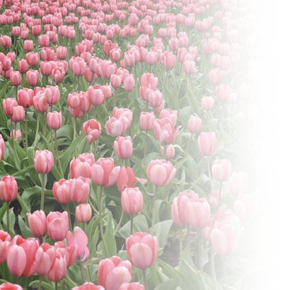 Verjaardagskaart tulpen en naam 2