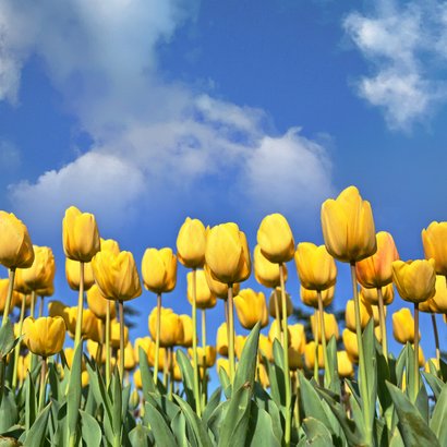 Verjaardagskaart tulpen veld geel blauw gefeliciteerd 2