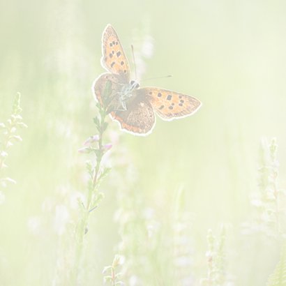 Verjaardagskaart vlinders in de zomer 2