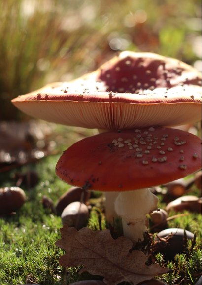 Verjaardagskaartje twee paddestoelen herfst foto 2