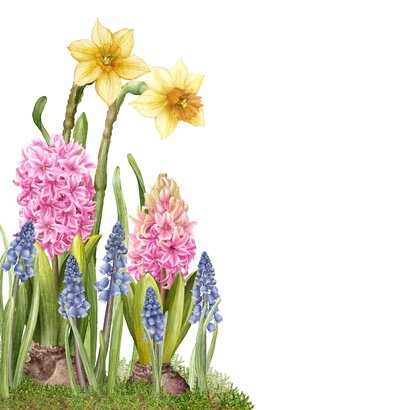 Verjaardagskaartje voorjaar narcis hyacint blauw druifje 2