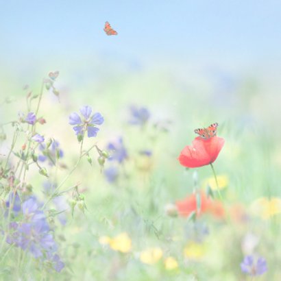 Vertel het met zomerbloemen 2