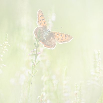 Vlinders in de zomer 2