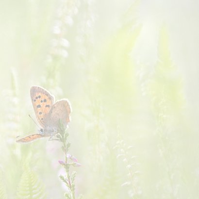 Vlinders in de zomer 3