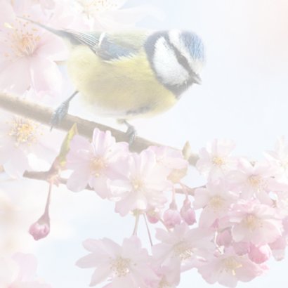 Vrolijke felicitatie met vogels 2