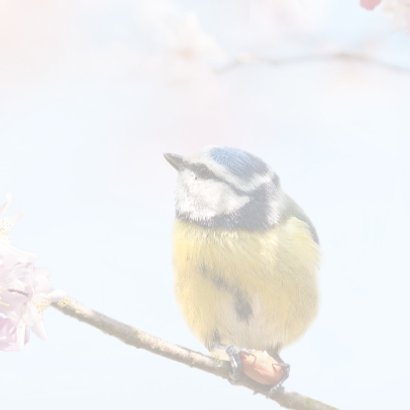 Vrolijke felicitatie met vogels 3