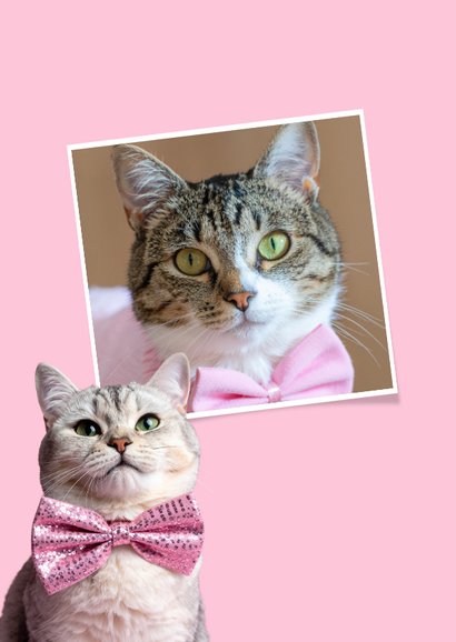 Vrolijke kerstkaart met kat en roze strik 2