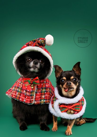 Vrolijke kerstkaart van hondjes met kerstkleding 2