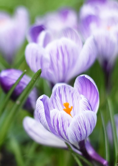 Vrolijke lente bloemenkaart met foto van paarse krokussen 2