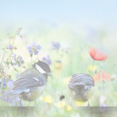 Vrolijke zomer met vogels 2