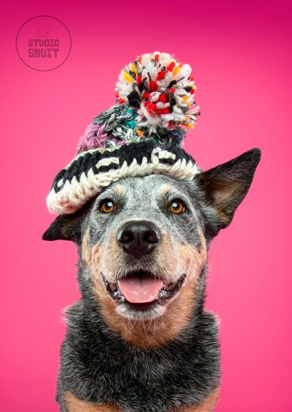 Warme winterse groet van hond met wintermuts 2