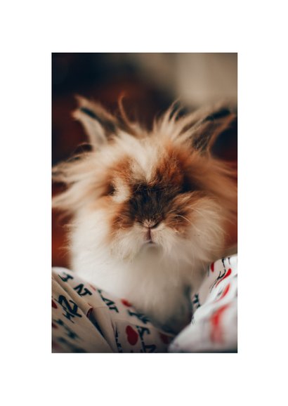 Weihnachtskarte JOY mit Fächern und Fotos 2
