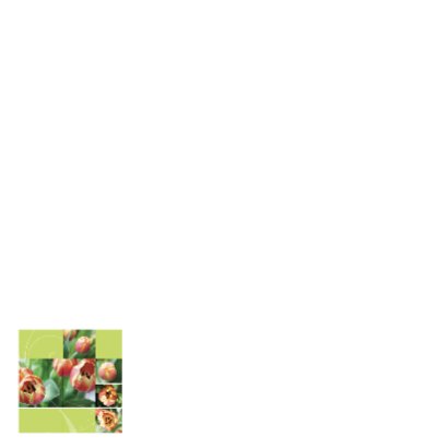 Welkom thuis open tulp 2
