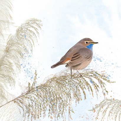 Wenskaart blauwborst op rietstengel 2