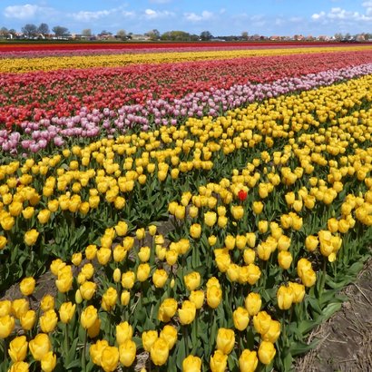 Wenskaart geel tulpenveld rode tulp 2