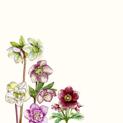 Wenskaart helleborusbloemen 2
