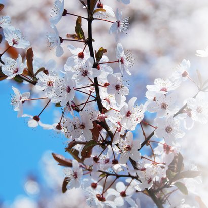 Wenskaart kersenbloesem veel liefs 2