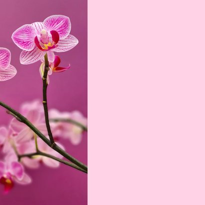 Wenskaart kleine roze orchidee 2