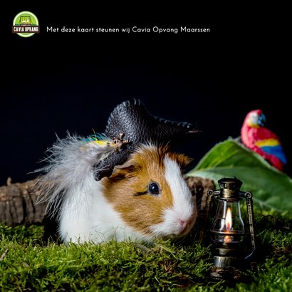 Wenskaart met als piraat verklede cavia 2