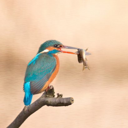 Wenskaart met ijsvogels 2