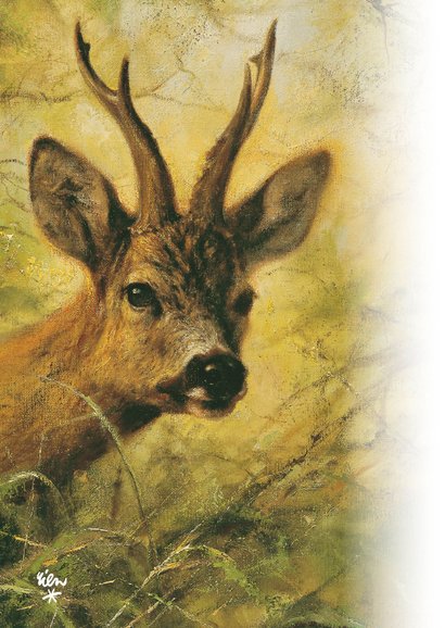 Wenskaart met mooi wild hert 2