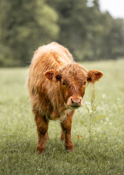 Wenskaart met trotse Schotse Hooglander 2