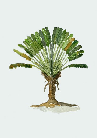 Wenskaart palmboom 2
