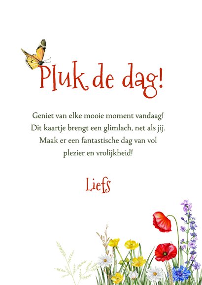 Wenskaart schotse hooglander met veldbloemen 3