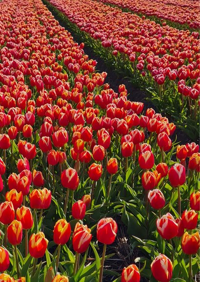 Wenskaart vriendschap tulpenveld met molen 2