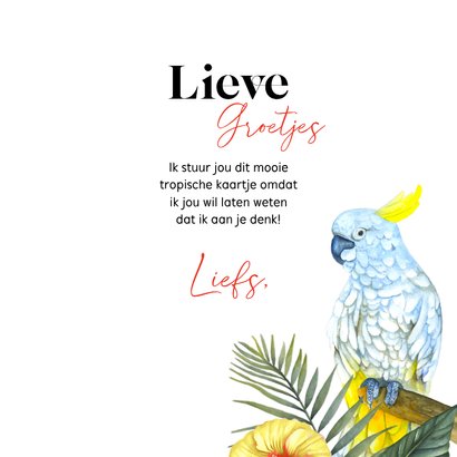 Wenskaart Zomaar tropische vogels 3