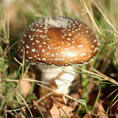 Wenskaartje natuurfoto paddestoel zonder tekst 2