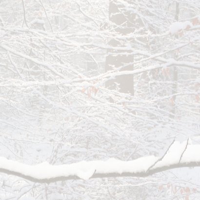 Winters bos met roodborst 3