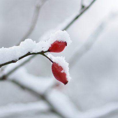 Winterse beterschapskaart met natuur foto rozenbottel  2