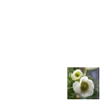 witte anemonen 3