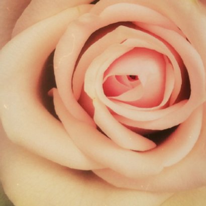 zachte rozen 2