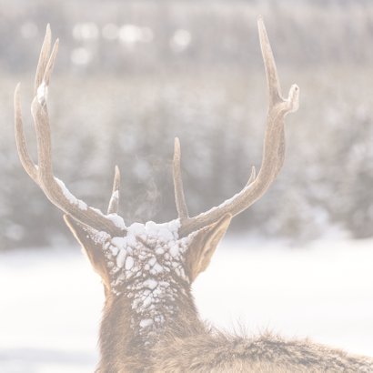 Zakelijke friese kerstkaart met mooie foto van rendier 2