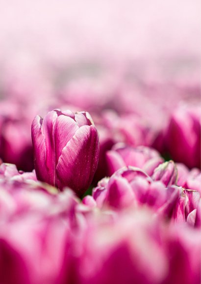 Zomaar kaart roze tulpen een lieve bloemengroet 2