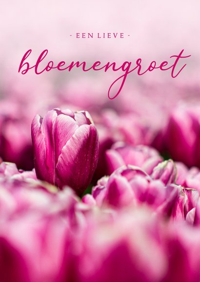 Zomaar Kaart Roze Tulpen Een Lieve Bloemengroet Kaartje2go