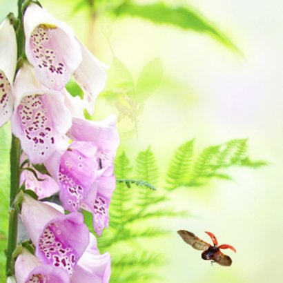 Zomerbloemen met insecten 2