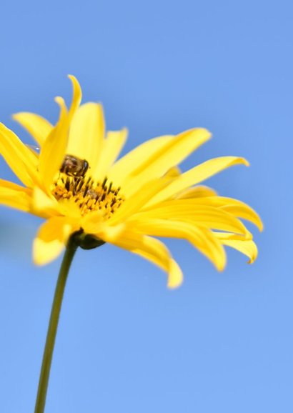 Zomerse verjaardagskaart met foto van vrolijke gele boem 2