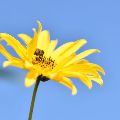 Zonnige beterschapskaart met foto van een zonnebloem 2