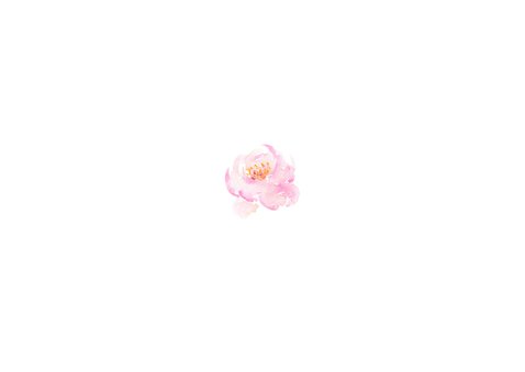 Bedankkaart pastel rozen met foto Achterkant