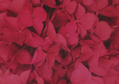 Bedankkaart rouw kind tiener hortensia bloemen bedankt Achterkant