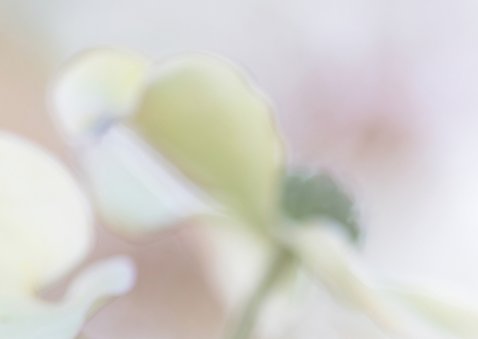 Bloemenkaart Cornus 2