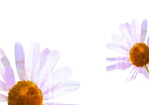 Bloemenkaart margrietje in kleur 2