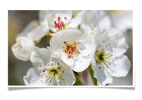 Bloemenkaart met witte appelbloesem en vliegende bij 2