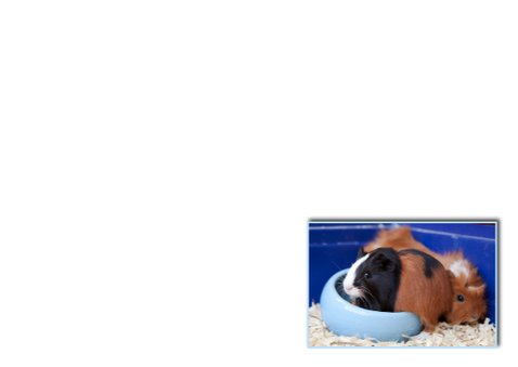 cavia duo 3