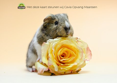 Cavia felicitatie kaart. 2