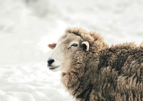 Christelijke kerstkaart schaap bijbeltekst gezegende dagen 2