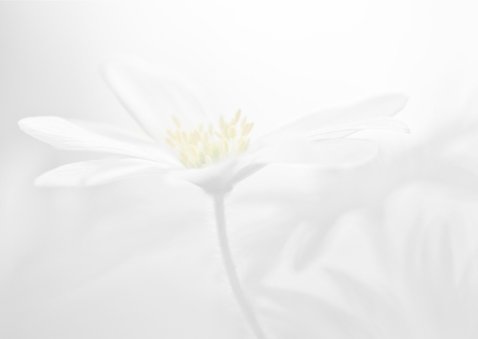 Condoleance met anemonen 3